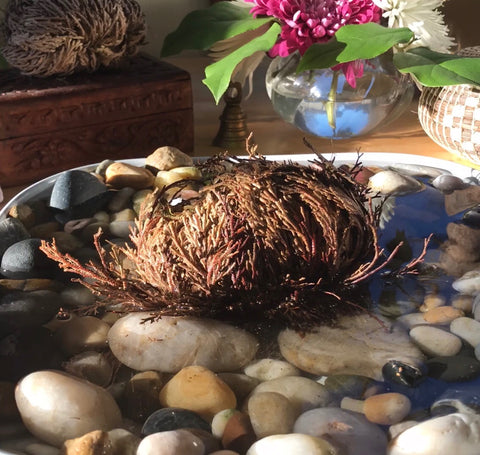 Rose of Jericho: Abundance and Harmony